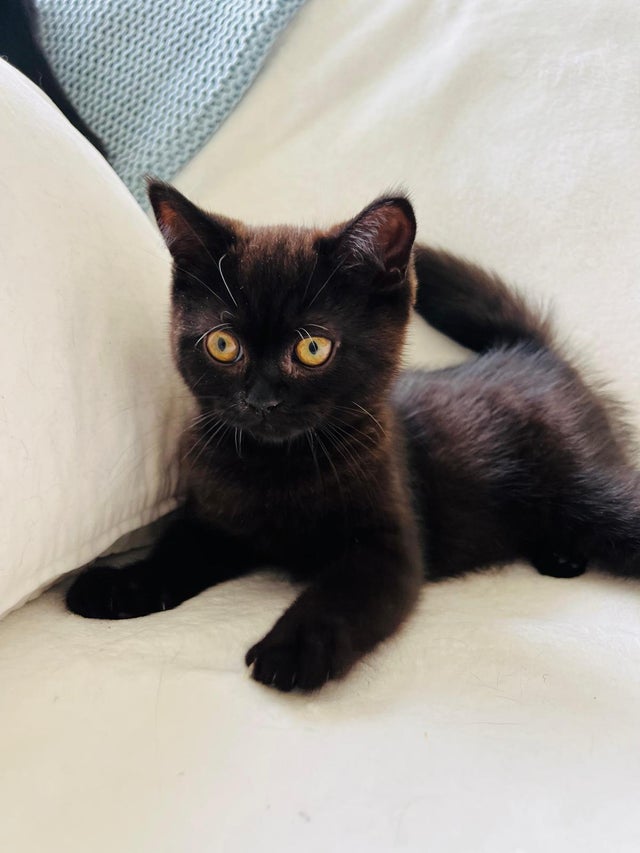 Black Exotic Kitten Mini Boat Lighthouse Stock Photo 62554726