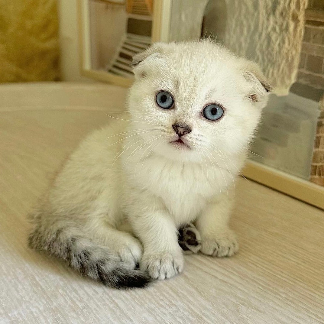 Kittens | Luxury Scottishfold Palace